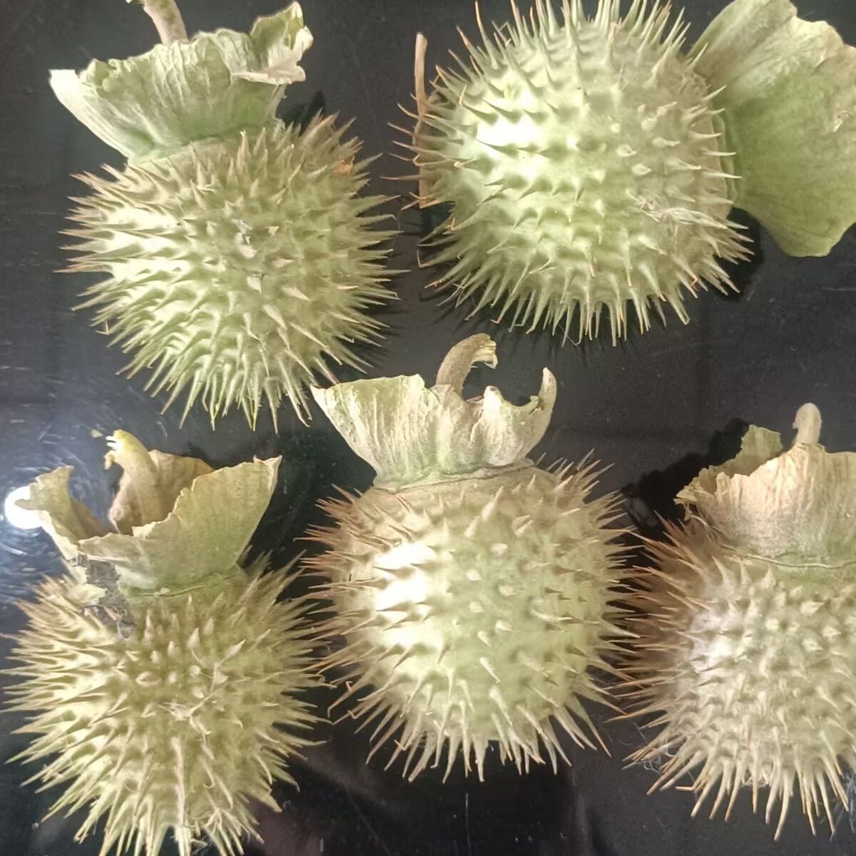 Candle Making And Perfume - Hoogwaardige natuurlijke gedroogde Datura-pads – voor